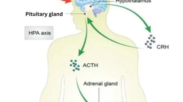 Study Links Thyroid Hormones, Blood Sugar, Blood Lipids, and BMI to the Severity of Major Depressive Disorder and Suicide Risk