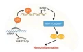 A small molecule could help suppress inflammation and protect brain cells, offering potential new strategies for Alzheimer’s disease treatment